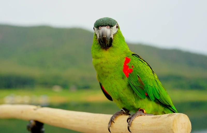 Mini Macaw